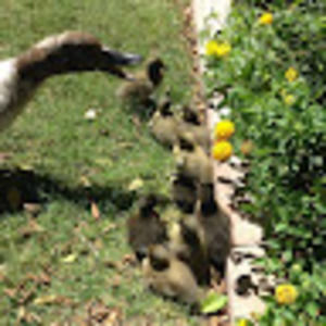 Meet your Posher, Shane